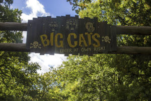 Big Cats Sign