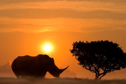 Rhino in African Safari Sunset