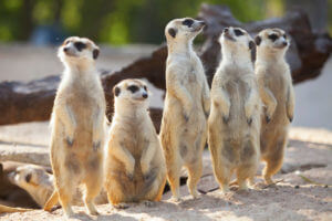 Meerkats at Longleat