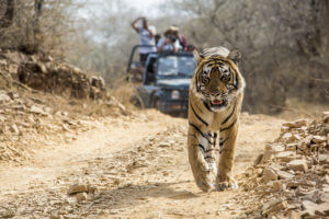 Bengal Tiger