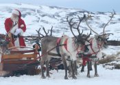 Cairngorm Reindeer