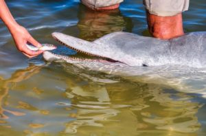 Feeding Dolphins